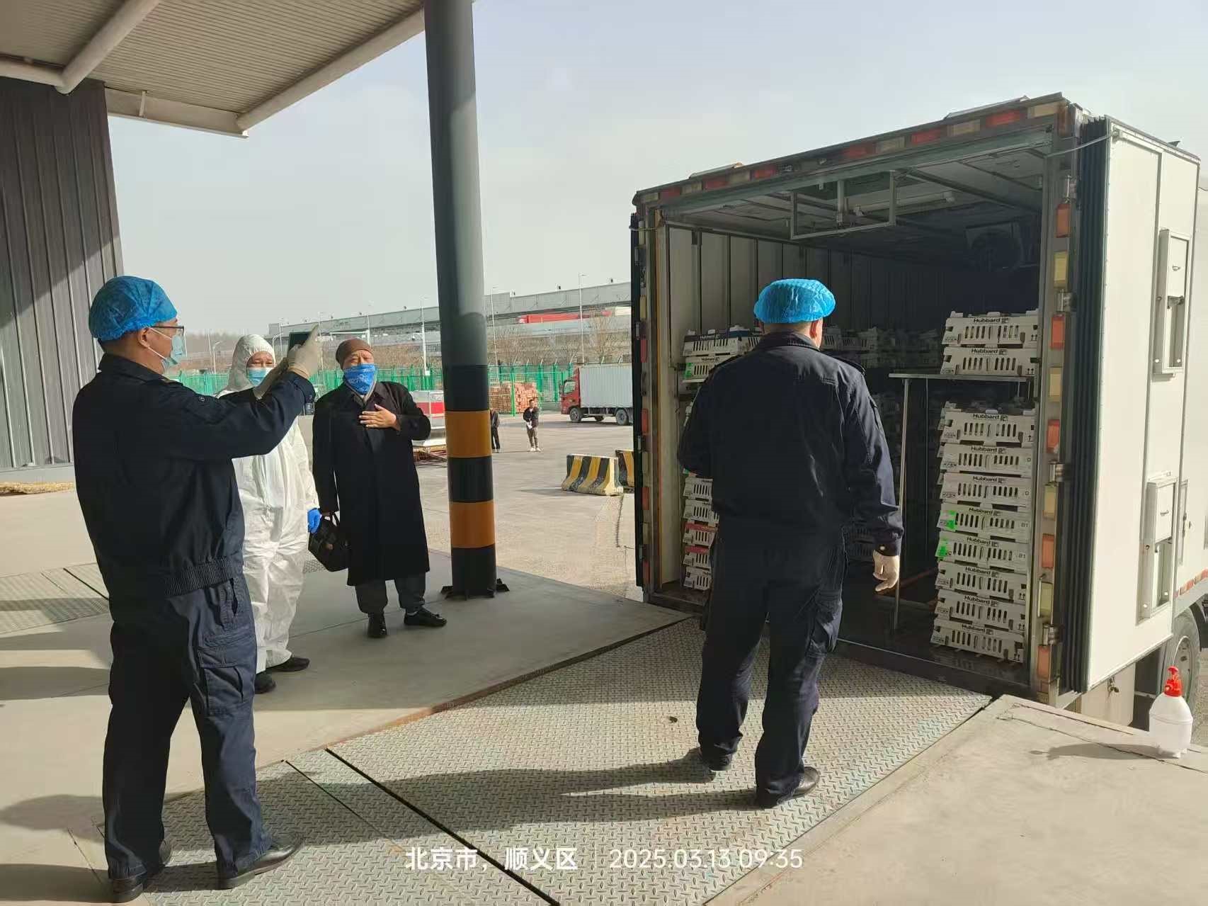 【引种】喜讯！qy千亿股份从法国引进的第二批祖代白羽肉种鸡尘埃落定