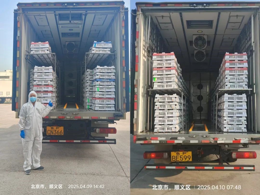 【引种】引种前锋肩负起保险粮食安全的沉任——qy千亿股份第三批祖代鸡顺利引进