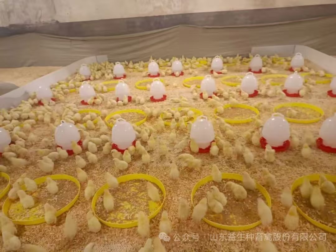 【引种】喜讯！qy千亿股份年内第九批引种顺利实现，1.6万套利丰祖代肉种鸡成功入场