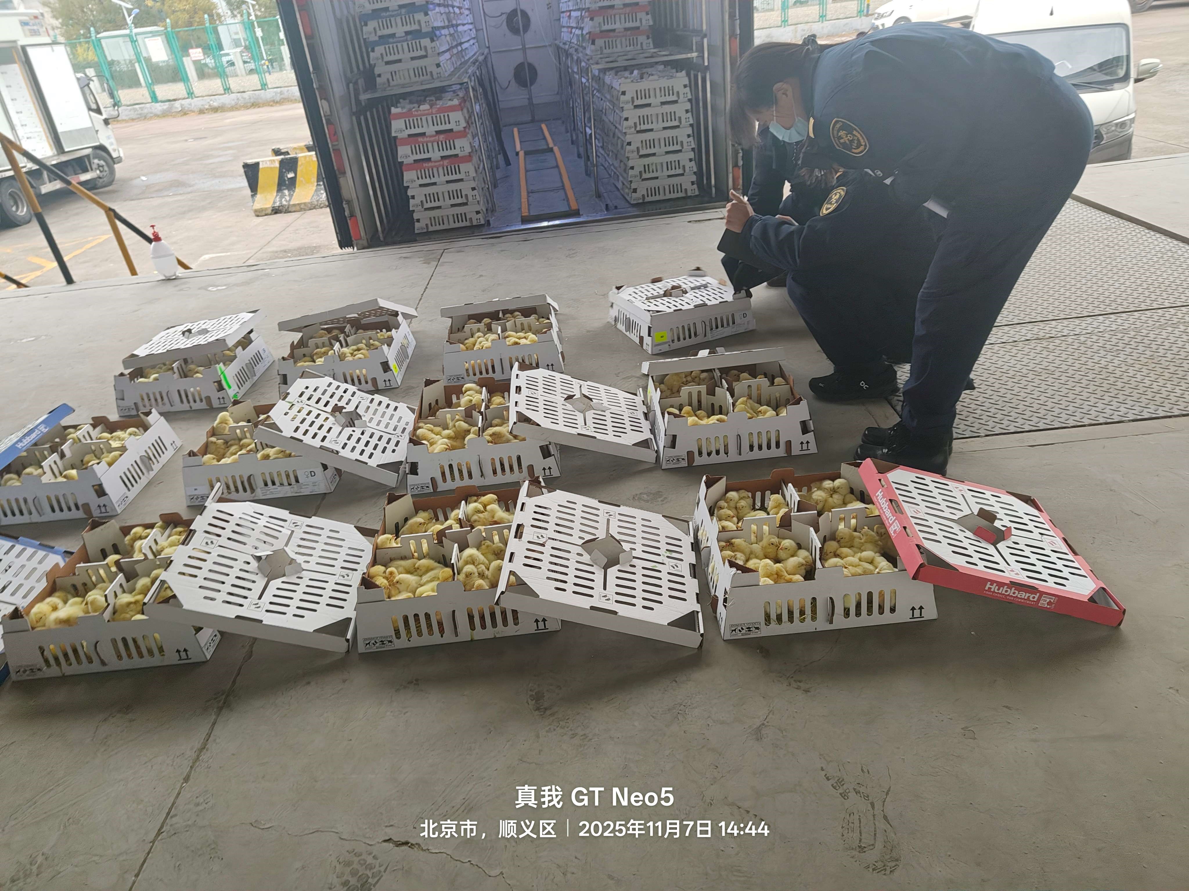 【引种】qy千亿股份年内第十四批祖代种鸡顺利入境 累计引种占全国近半